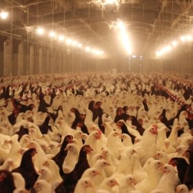 Lengericher Versicherungen - Hühner in Massenhaltung
