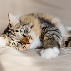 Lengericher Versicherungen - Katze auf Bett