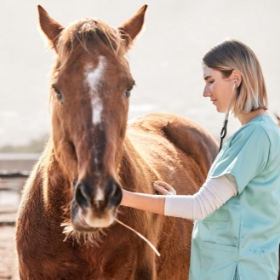Lengericher Versicherungen - Frau behandelt Pferd
