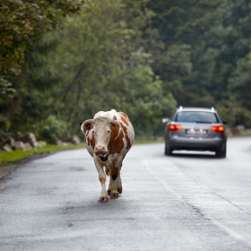 Lengericher Versicherungen - Kuh auf Straße